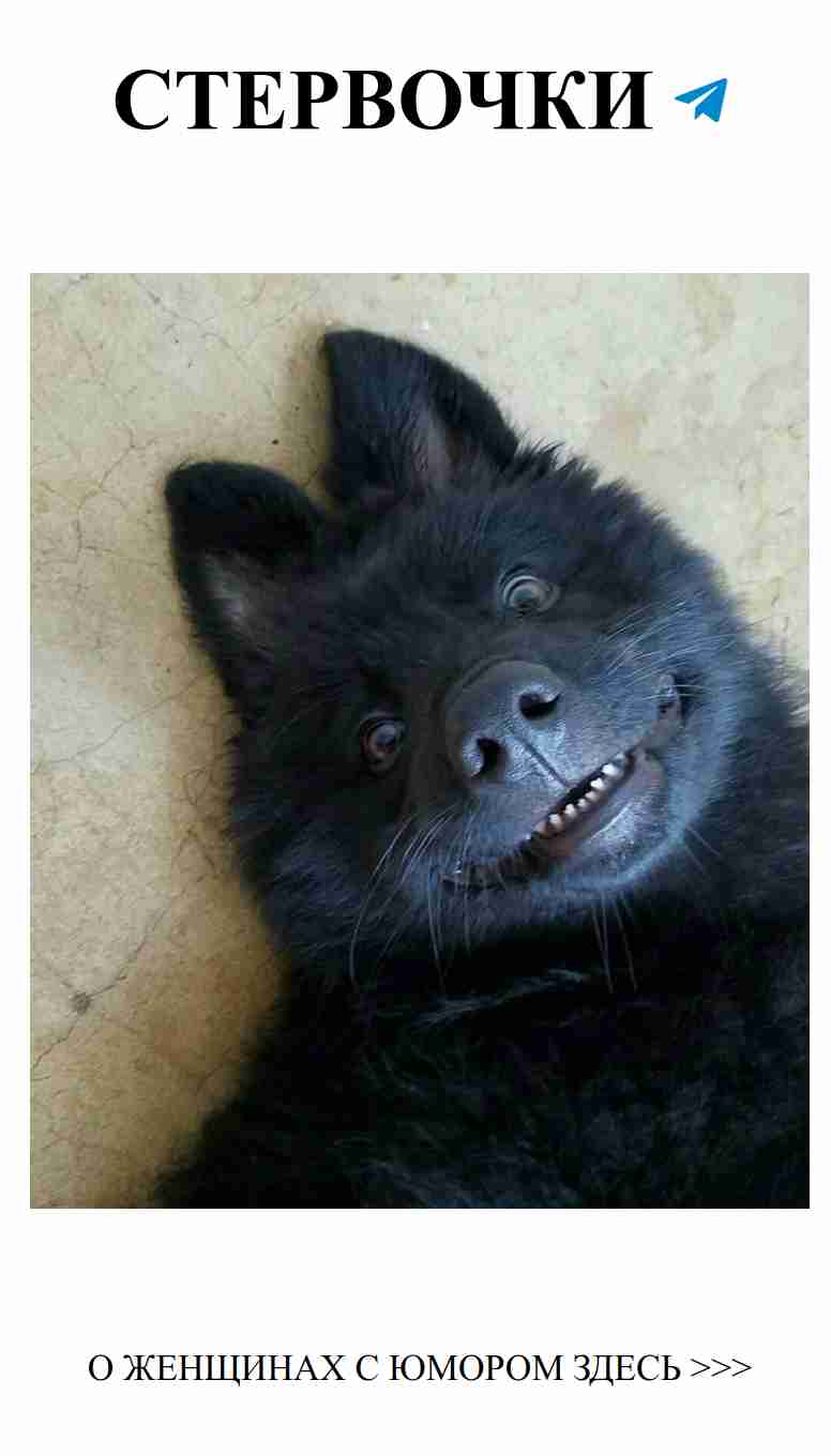 Когда животные точно понимают нас и дают советы