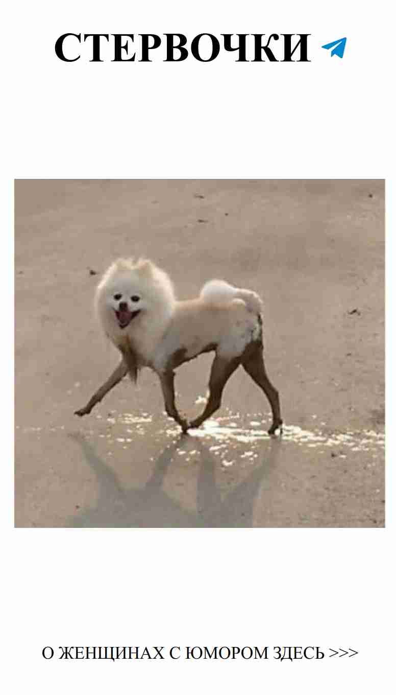 Смешные моменты о любви с щенками: смейся и люби!