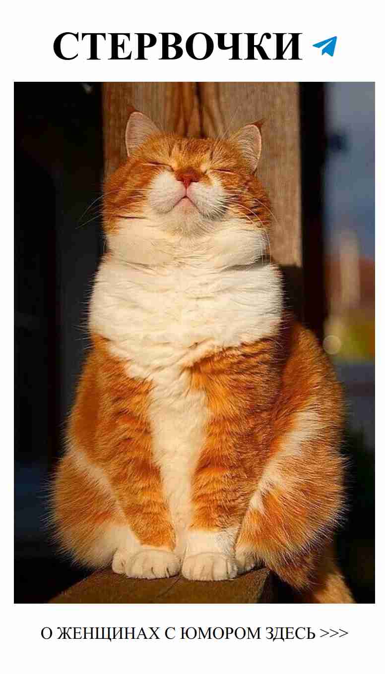 Смешные фото кошек: любовь в каждом кадре