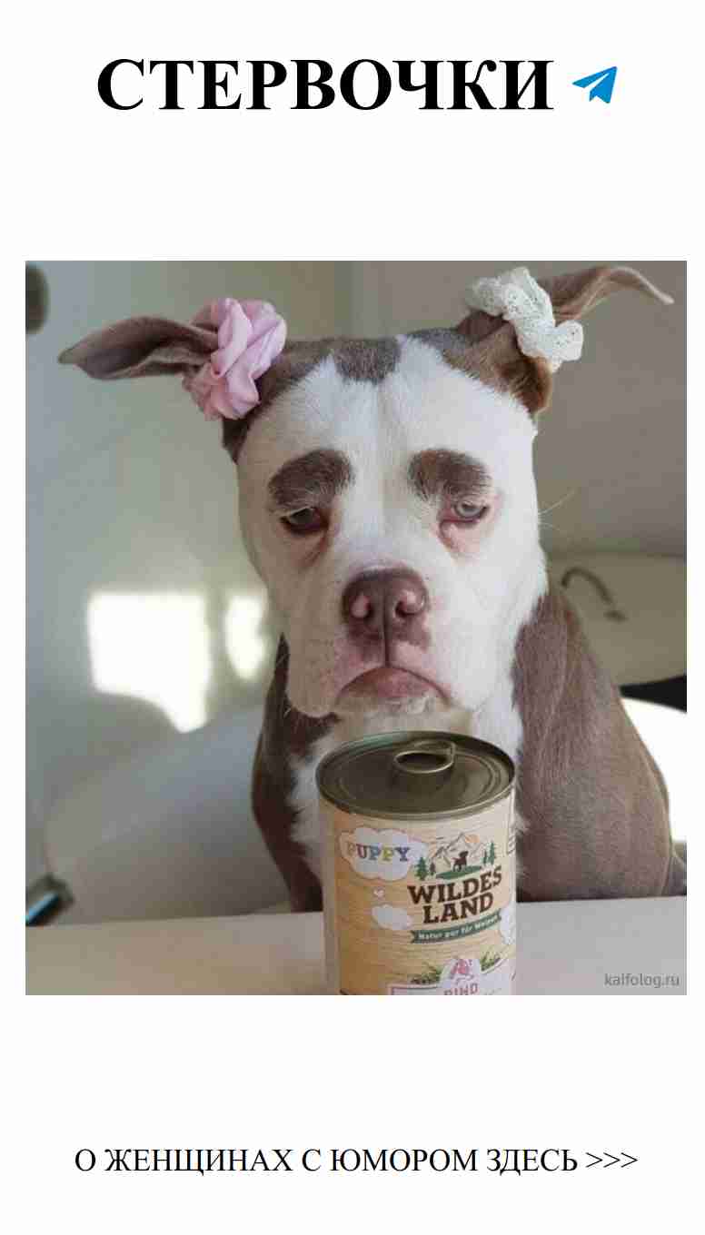 Смешные моменты о любви: забавные животные в действии