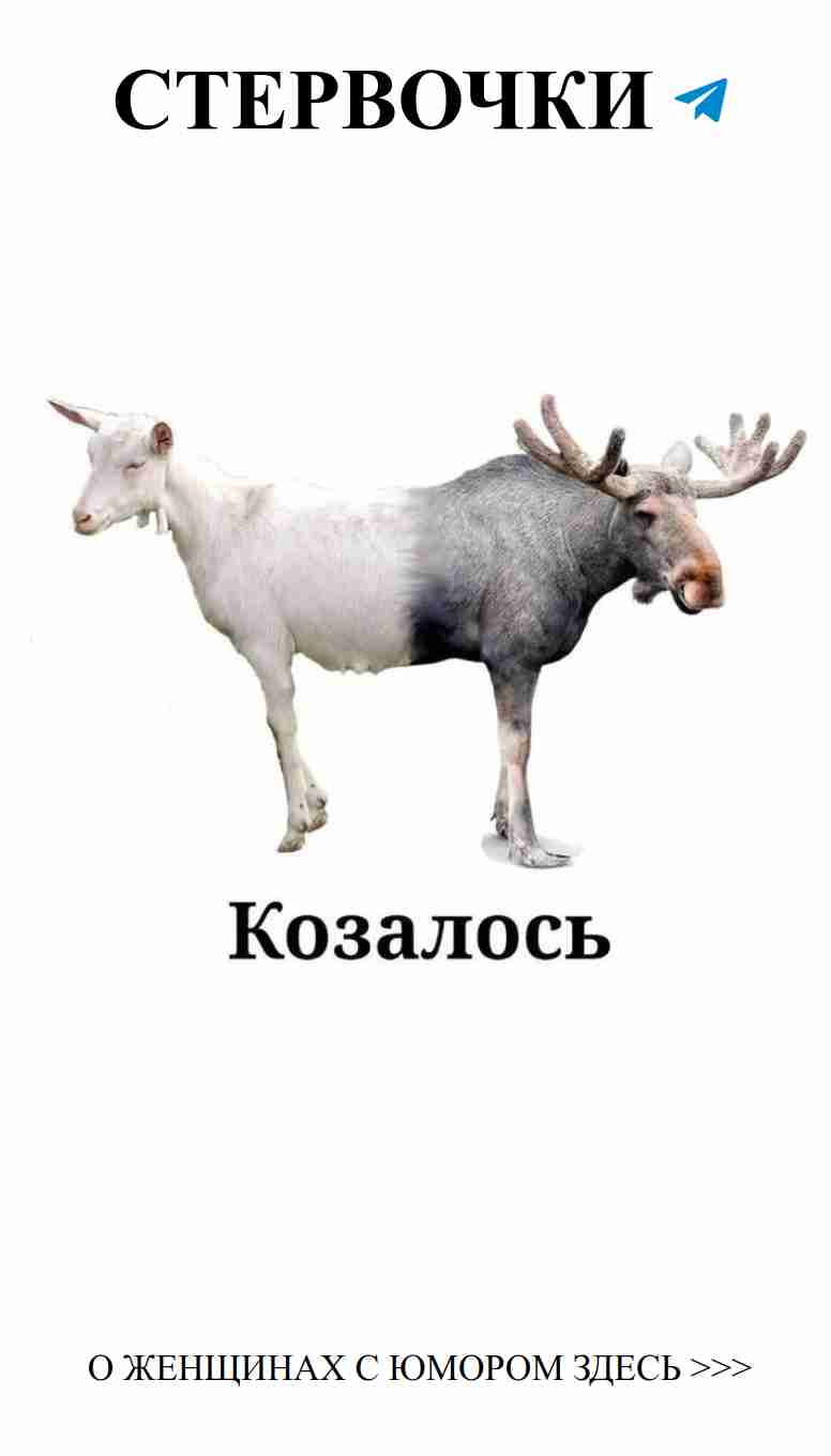 Любовь в мемах: что нас заставляет смеяться?