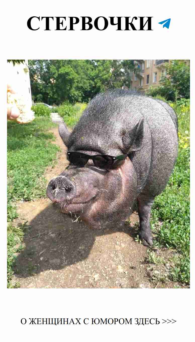 Как ухаживать за минипигом и не впасть в любовный кризис