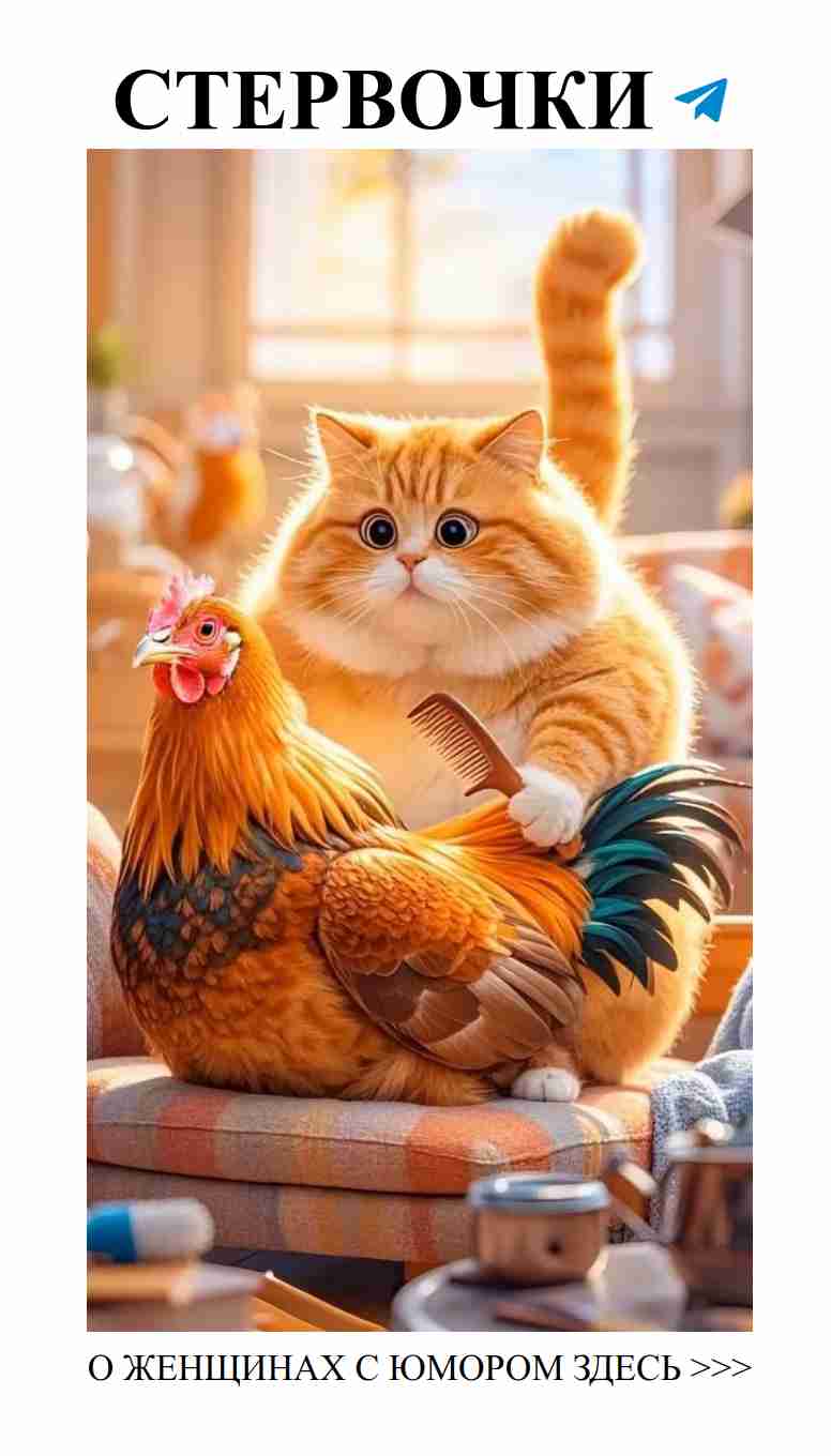 Коты: настоящие повара, умеющие готовить с любовью