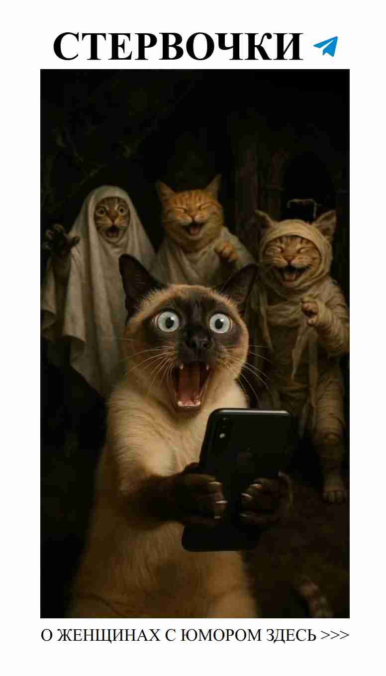 Кошачьи селфи: где любовь и улыбка в каждом кадре