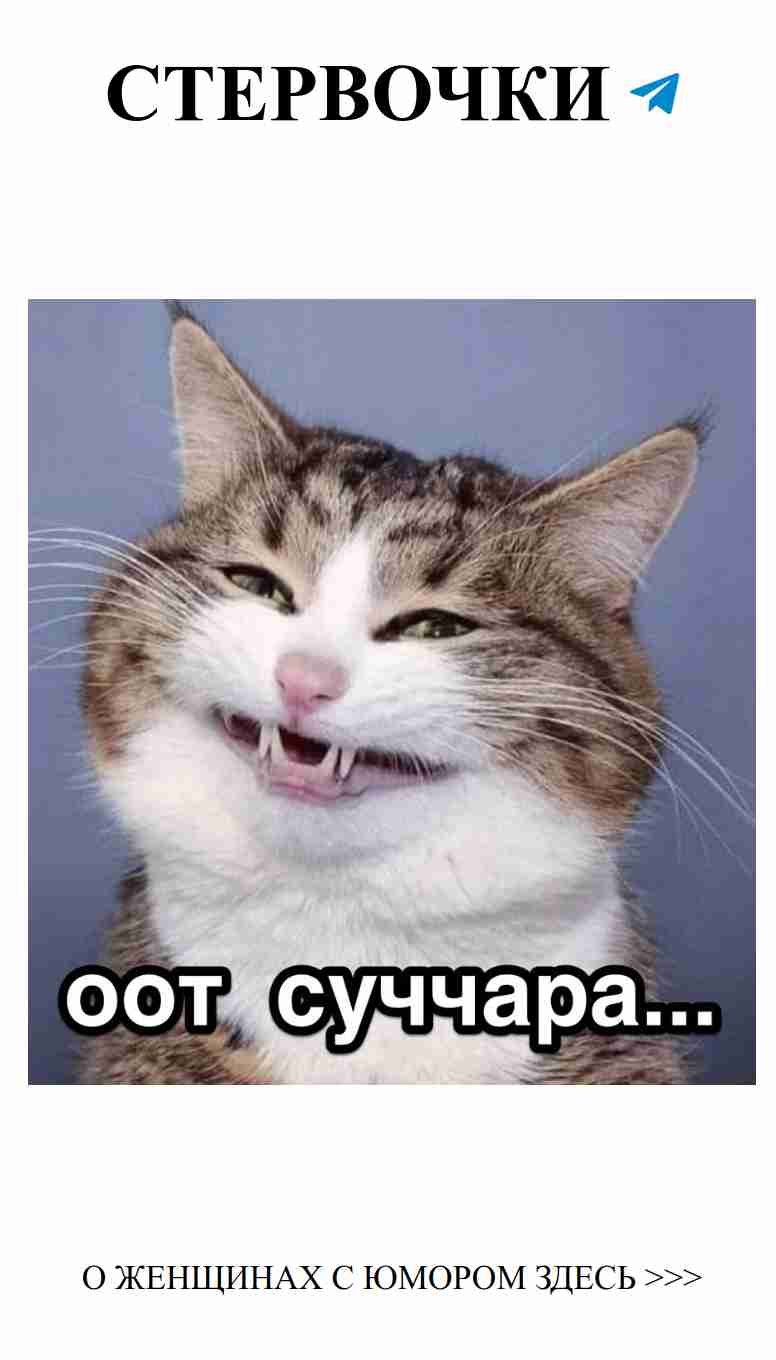 Когда любовь и коты встречаются, начинается настоящий юмор