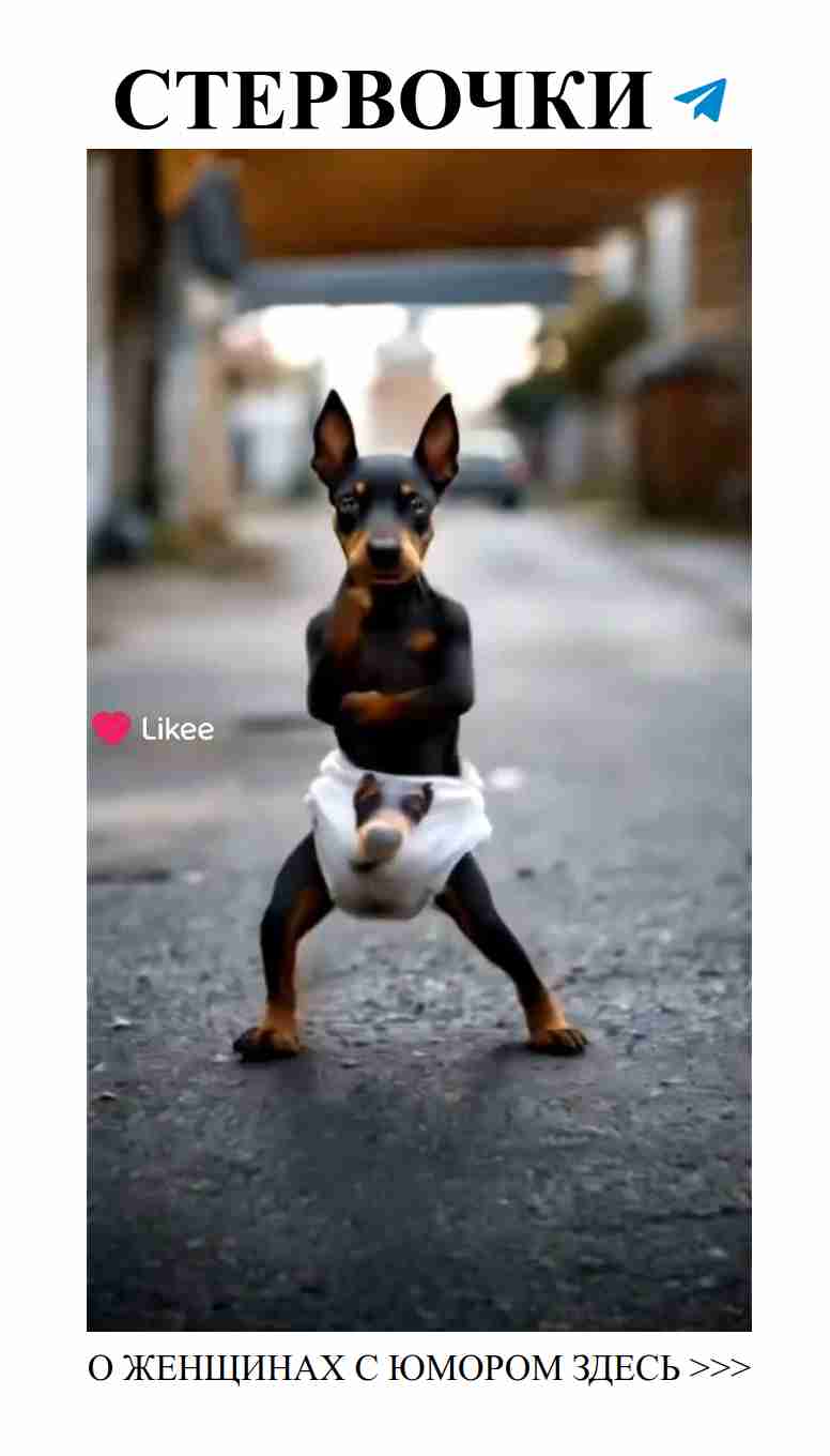 Любовь и смех: история о собаках, которые сияют