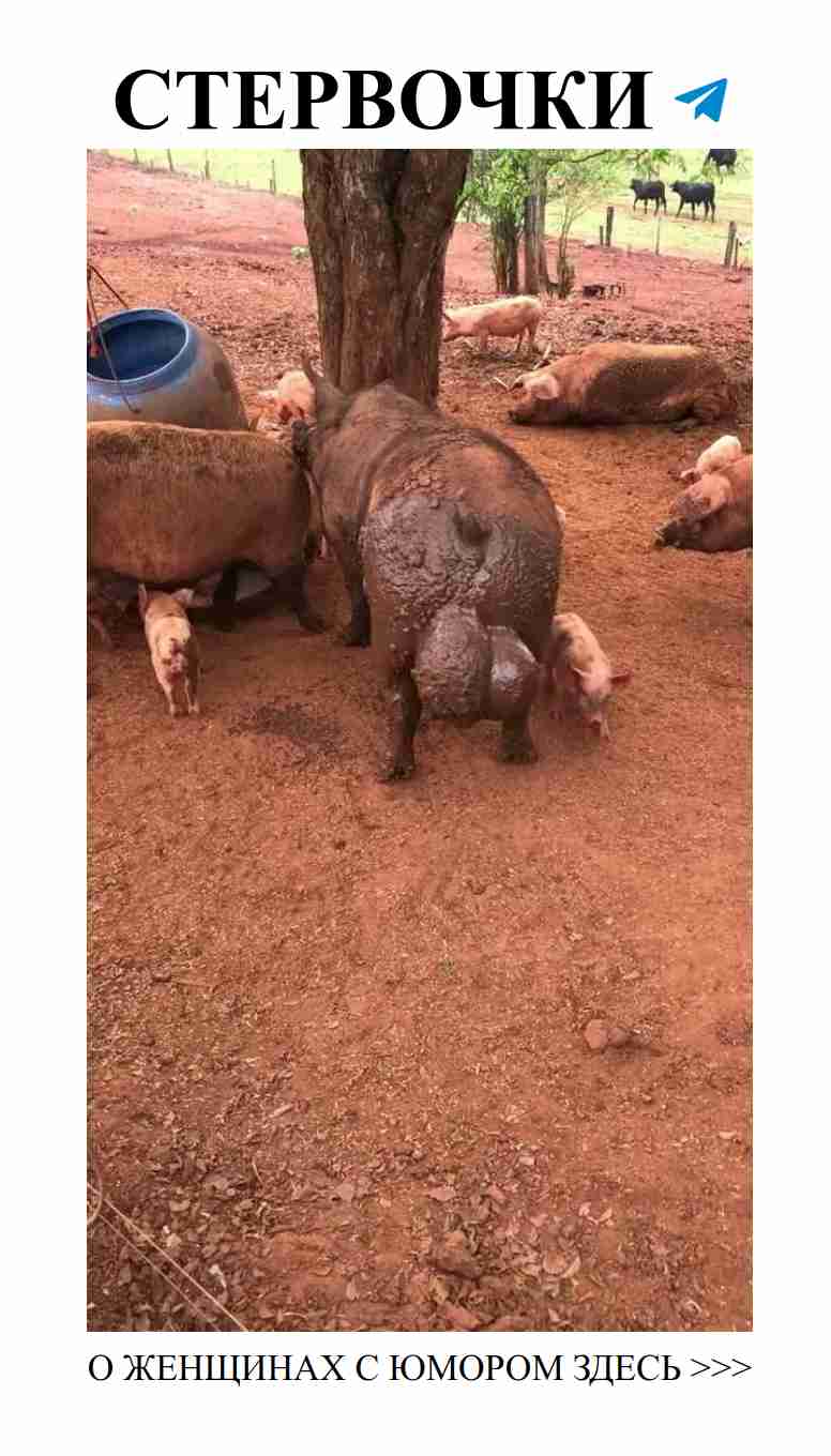 Когда большие яйца становятся предметом любви и шуток