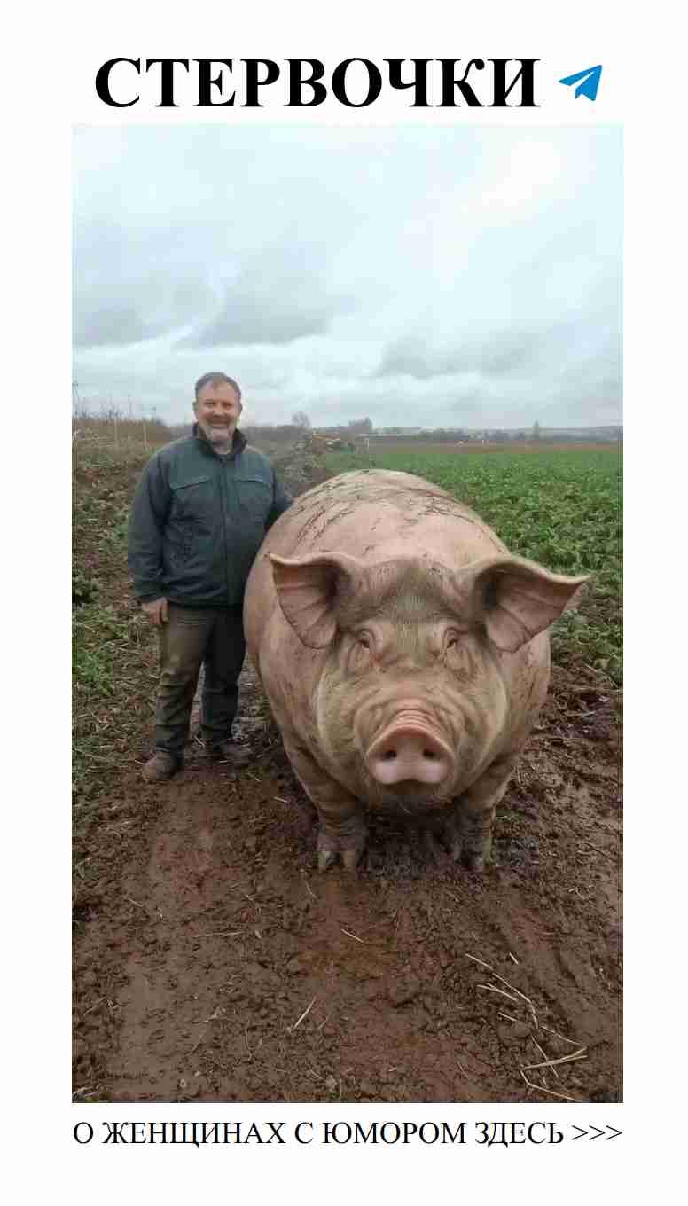 Большой свин и её приключения в мире любви