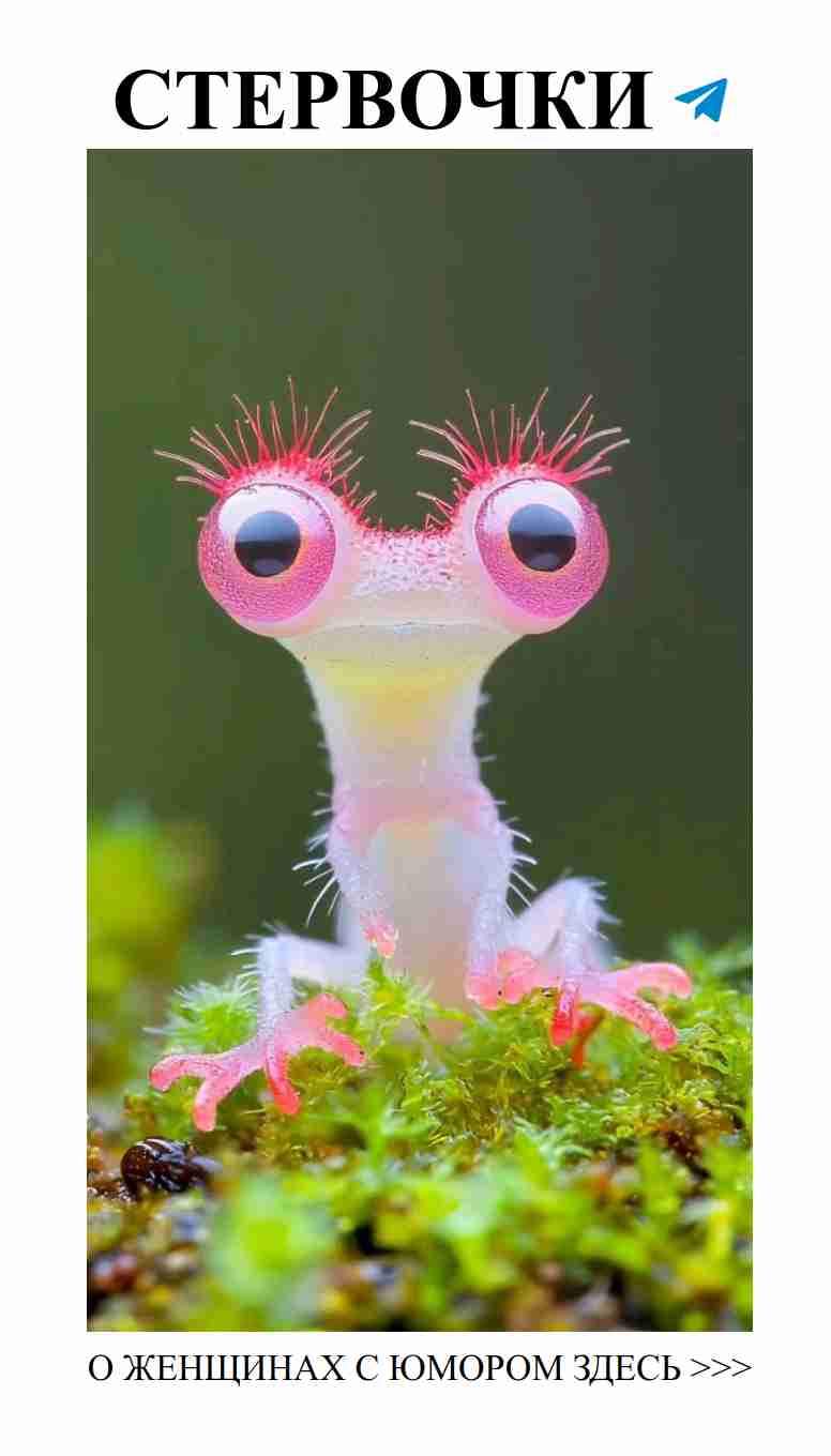 Женская симпатия: влюбление в мир лесных тварей