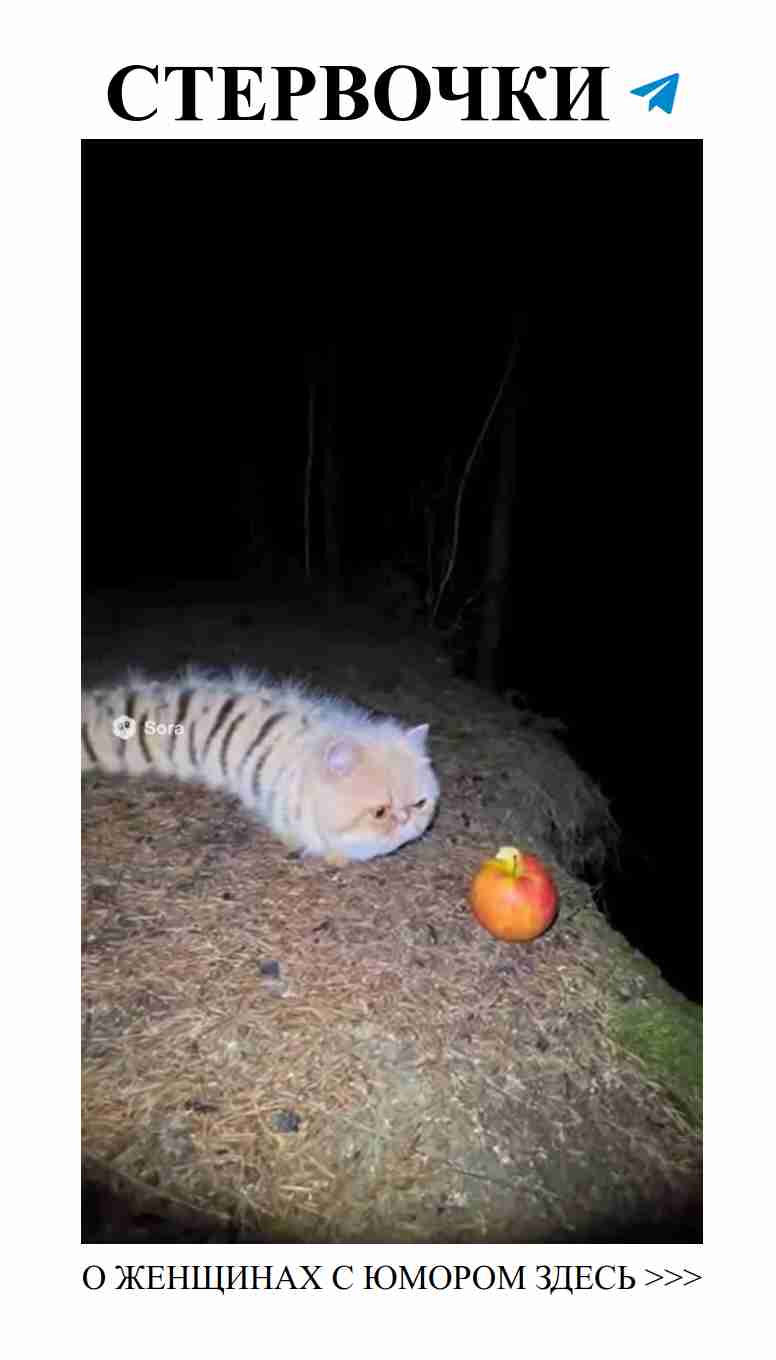 Когда кошка влюблена, она превращается в гусеницу любви