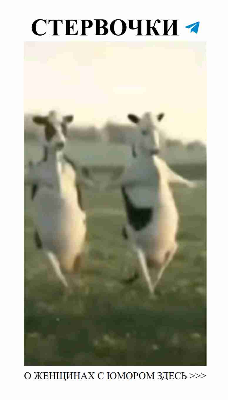Когда коровы танцуют, даже любовь становится веселее