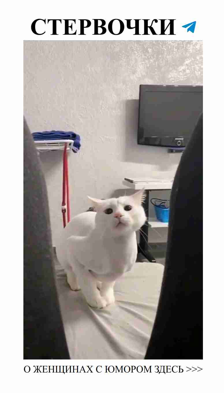 Смешные коты, которые заставят вас улыбнуться о любви