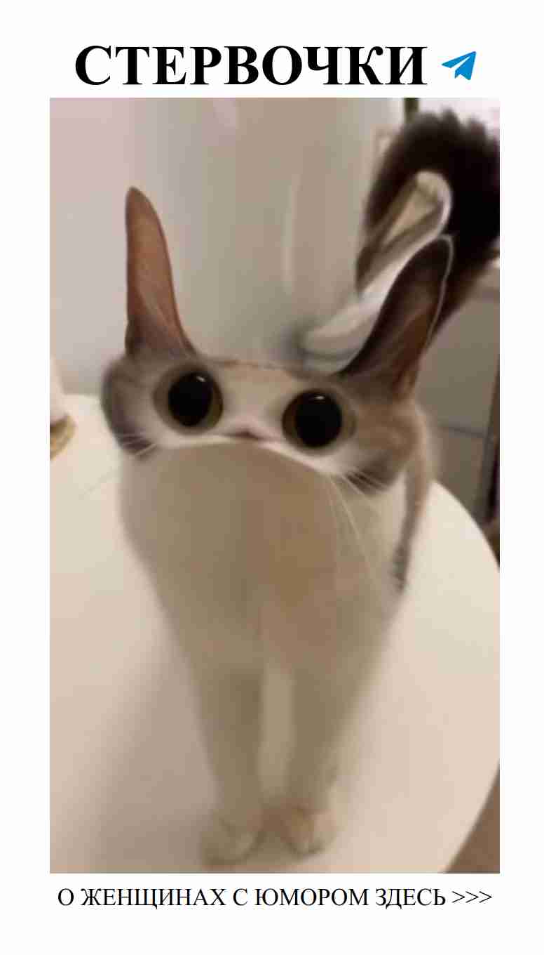 Коты и любовь это идеальное сочетание для веселья