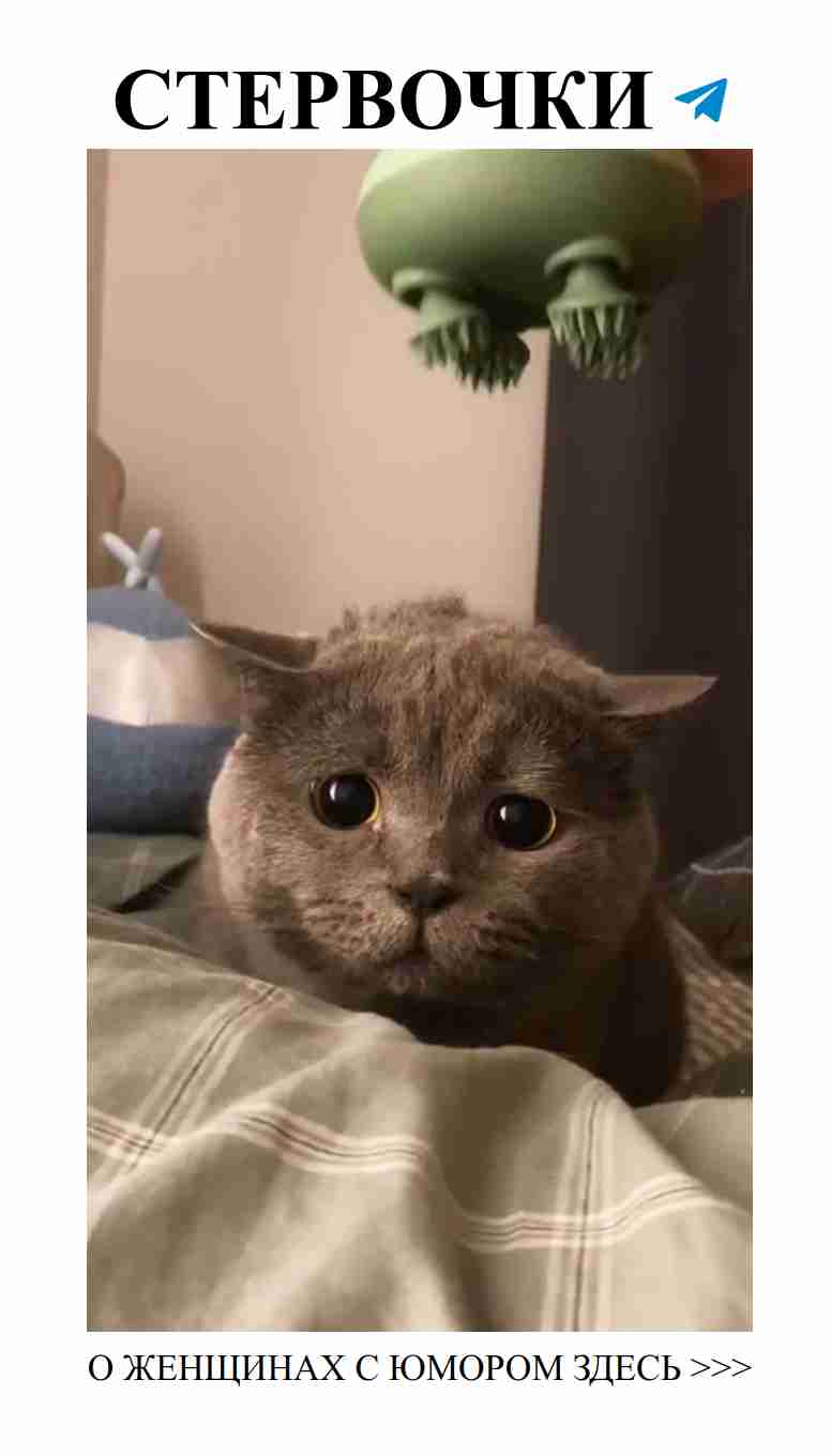 Смешные милые котики в любви и юморе