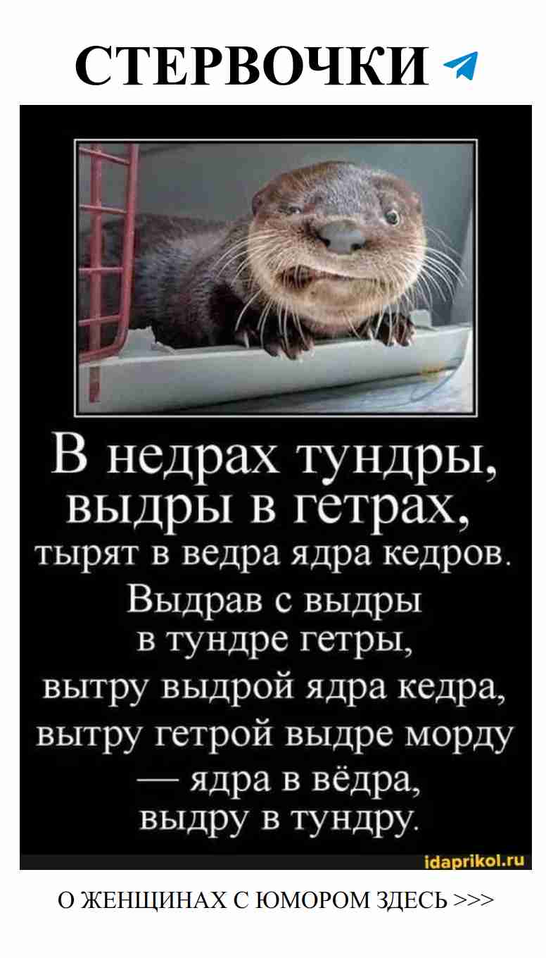 Любовь и юмор: как выдры воруют наши сердца