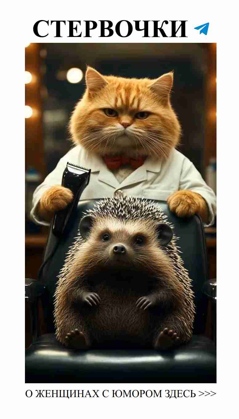 Оранжевый кот и лучший парикмахер: смех и любовь